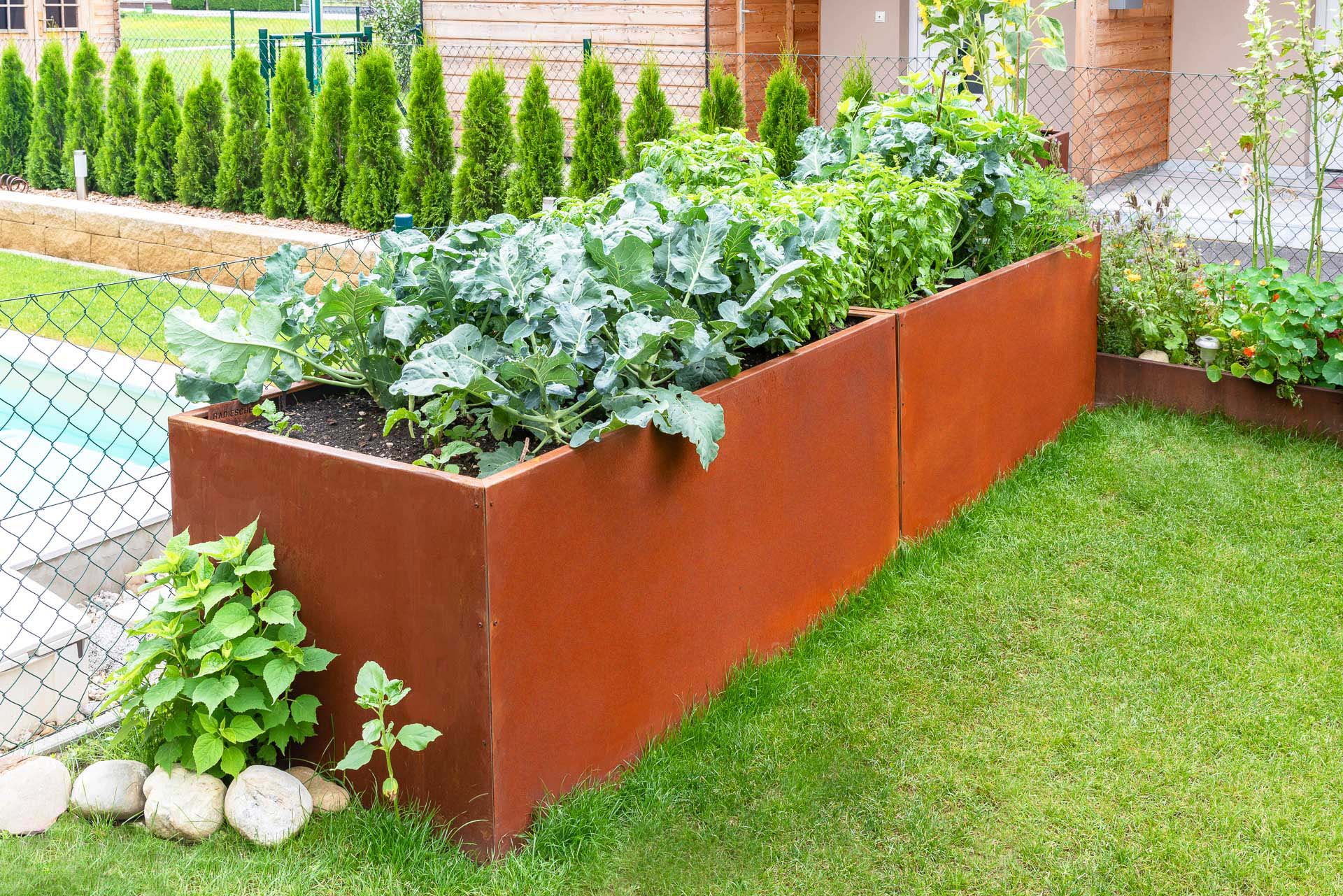 Hochbeet aus Cortenstahl mit verschiedenen Gemüsepflanzen im Garten Rechteckiges Hochbeet aus rostigem Cortenstahl mit Gemüse wie Kohl und Kräutern, umgeben von grünem Rasen und Gartenpflanzen