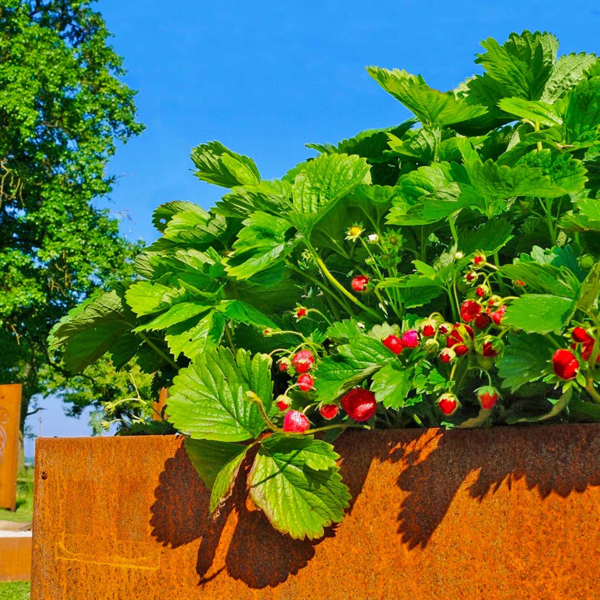 Prima Terra Hochbeet UNIQUE Prima Terra Hochbeet UNIQUE