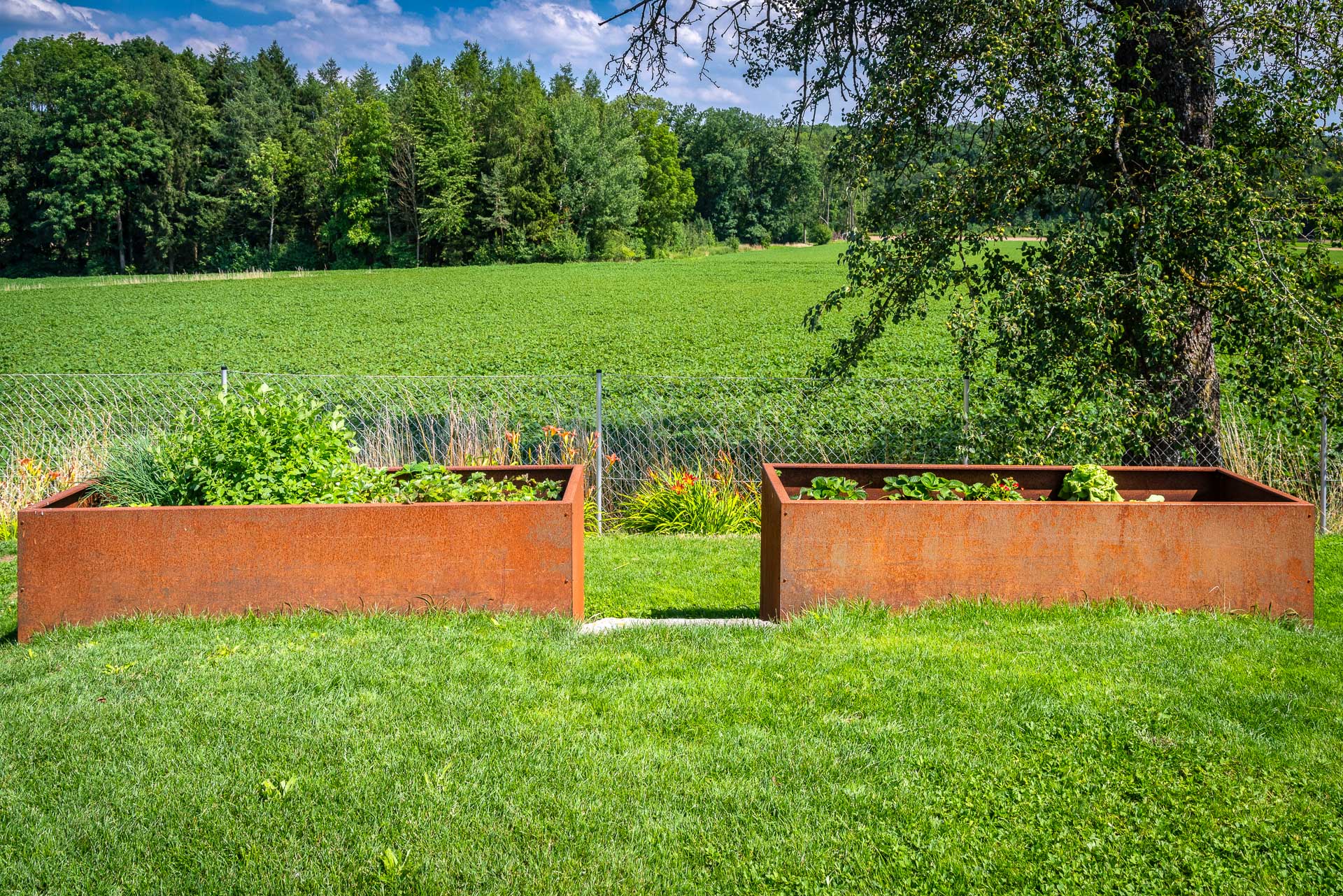 Verschiedene Kräuter und Pflanzen in zwei nebeneinander stehenden rostigen Metall-Hochbeeten auf grüner Wiese vor einem Feld und Wald