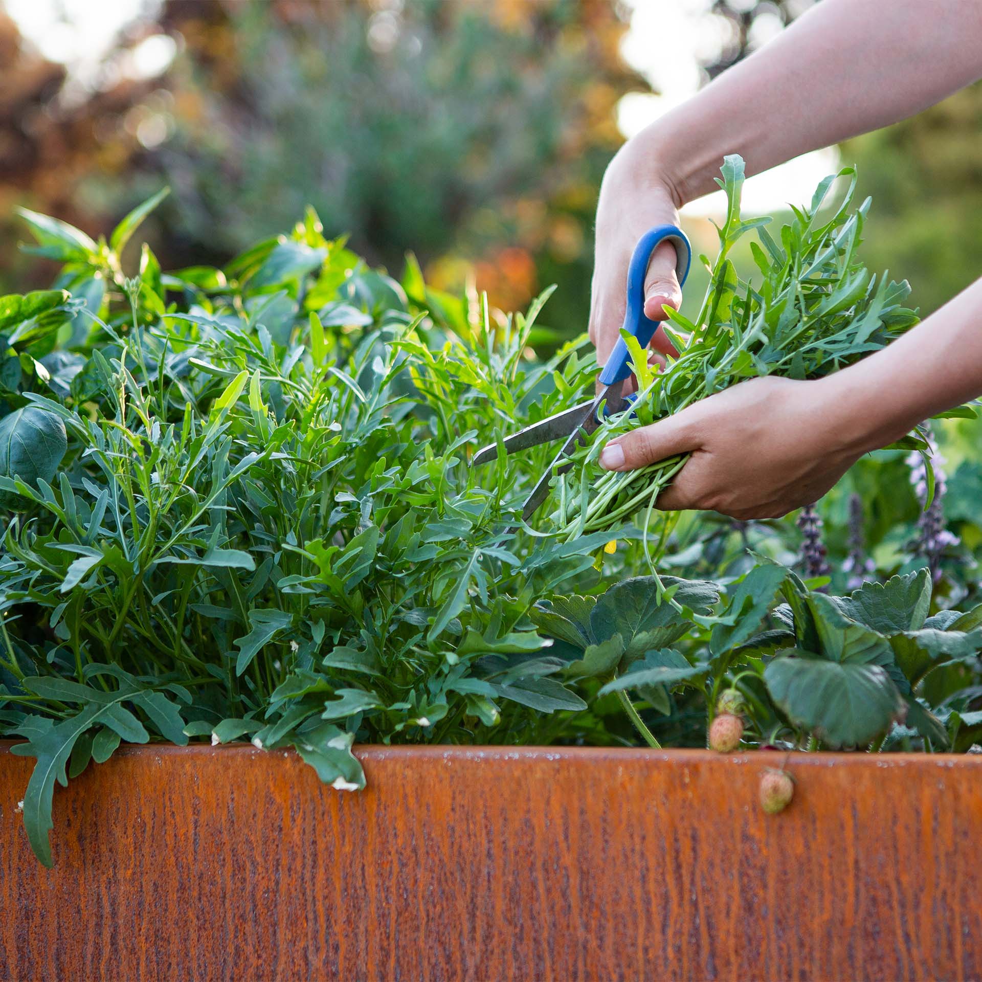 Prima Terra Edelrost Hochbeet Optimus Prima Terra Edelrost Hochbeet Optimus