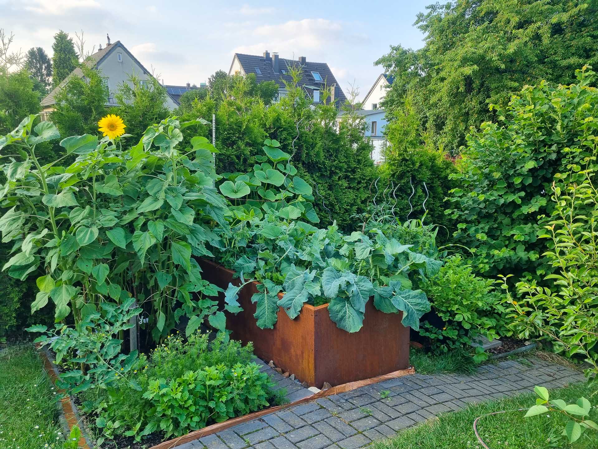 Hochbeet mit verschiedenen Gemüsepflanzen und Sonnenblume im sonnigen Garten Hochbeet aus Cortenstahl mit unterschiedlichen Gemüsepflanzen, darunter Brokkoli und Tomaten, sowie eine blühende Sonnenblume in einem gepflegten Garten